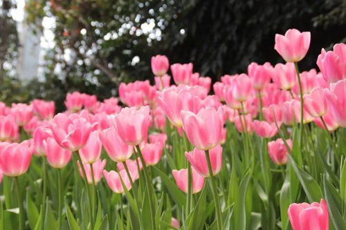 太美了 成都郁金香花海观赏点 攻略汇总 部分还免费
