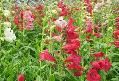 吊钟柳种子 花卉种子 花海打造 菊花种子 润枝绿化