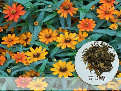 倒挂金种子适合在安阳种植么-江苏四海花卉种子