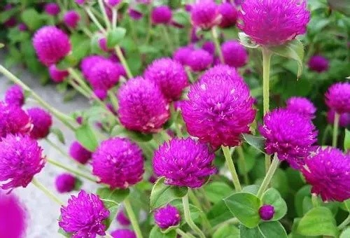 【千日红 花卉种子春秋冬播室内盆栽植物 庭院绿化 花草花.