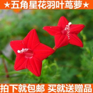 庭院阳台爬藤花卉花种籽 五星花种子 茑萝种子 羽叶茑萝 圆叶茑萝