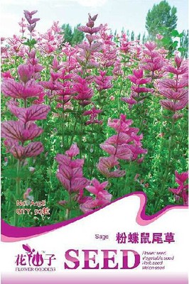 花卉种子 粉蝶鼠尾草种子 洋苏草 粉色庭院鼠尾草 忌霜害50粒/包