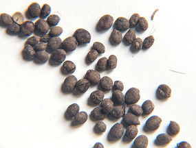 花卉种子中国凤仙花种子下载 7085341