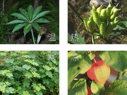 蝴蝶雨林探索,尽情探索农业的奇妙和乐趣