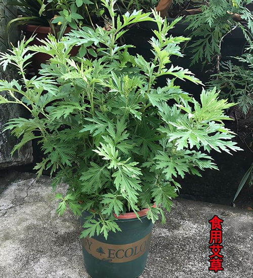 6种 厉害花 , 驱蚊 太泼辣,阳台养一盆,蚊虫无影踪