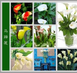 百花图谱