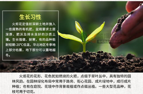 批发观赏花籽多年生宿根地被花卉种子庭院绿化景观花境火炬花种子