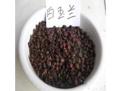 广玉兰种子供应出售|花卉种子|花卉盆景|供应信息|597苗木网