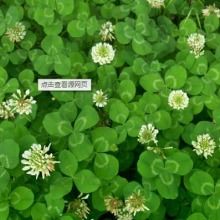 2019花卉种子种苗价格 报价 花卉种子种苗批发 第2页 种子网
