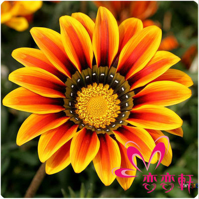 花种子易活四季开花种籽勋章花种子 推荐