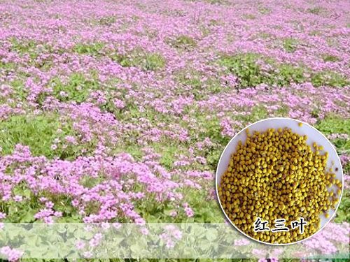江苏正茂花卉苗木种子