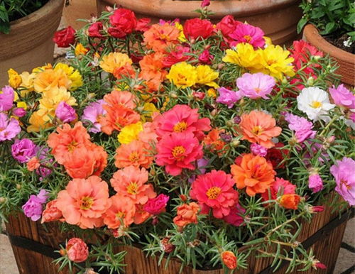 5月养太阳花,记住3个 方法 ,待到花期开花满盆