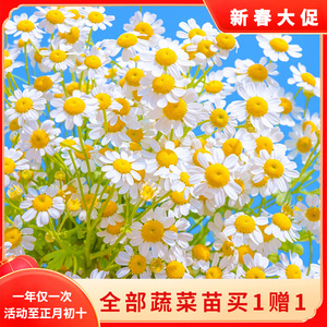 洋甘菊花种子