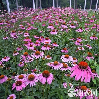 松果菊种子紫锥花景观花海四季易种多年生紫锥菊卉春秋播庭院花卉