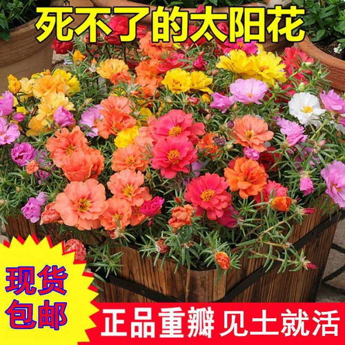1万粒太阳花种子重瓣混色松叶牡丹花卉种子室内阳台盆栽花种籽