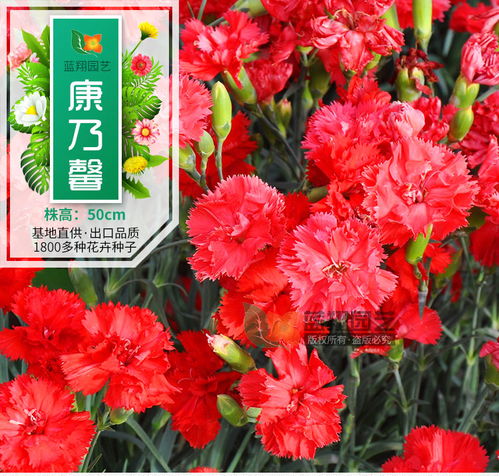 康乃馨种子丨花卉种子丨香石竹种子丨花卉种子批发