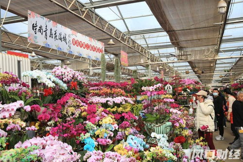 氛围感 满格 青岛第三届年宵花节来了 60多种花卉等您来挑