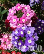 【盆景植物种子】最新最全盆景植物种子 产品参考信息