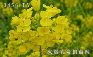 油菜什么时候种,油菜的种植时间