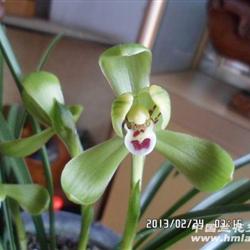 兰展精品 壮苗原生老种 带3花 花正开