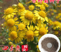 绿化大菊花热卖促销