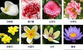 常见花卉图谱欣赏,收藏备用