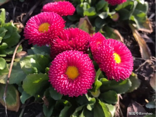 100种花卉图谱,保你五一出门啥花都认识