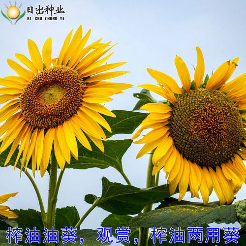 多品种向日葵种子 肥 花卉种子 观赏矮生食用榨油油葵种籽盆栽