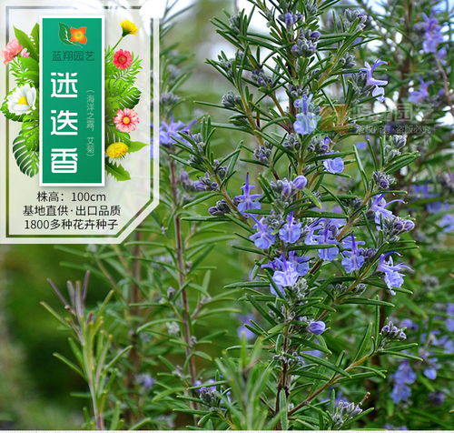 进口花卉种子 观赏花种子 迷迭香种子 花卉种子 四季易种花种子