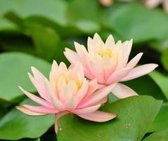 河北花卉种子 种苗批发 可靠的河北花卉种子 种苗厂家货源 供应信息