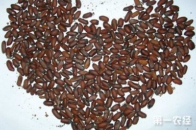 常见的几种花卉种子催芽方法- 种植技术-
