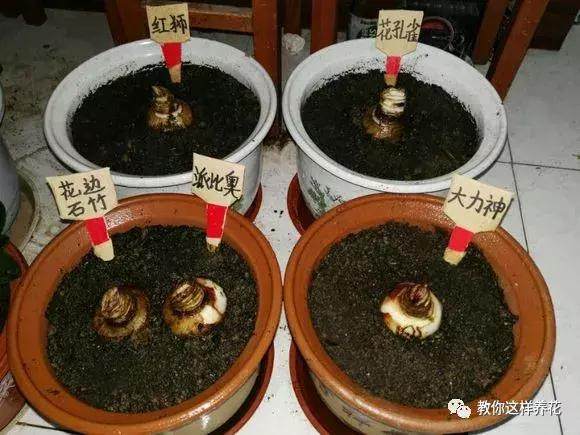 种了个洋葱头,没想到开起花来巴掌大 邻居都羡慕坏了