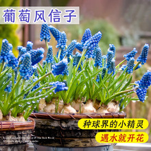 风信子种子球批发