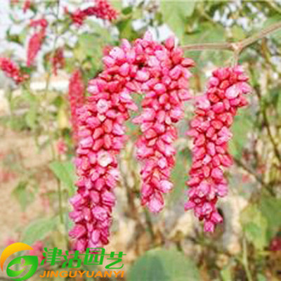 津沽园艺 花卉种子 狗尾巴花 红蓼种子 东方蓼荭草 约30粒 园艺用品 【价格 图片 品牌 报价】-苏宁易购