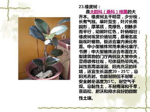 100种室内常见植物养护环境大全 送给你