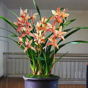 家里养这2种花,盆越小 花越多 ,个个都是 精品
