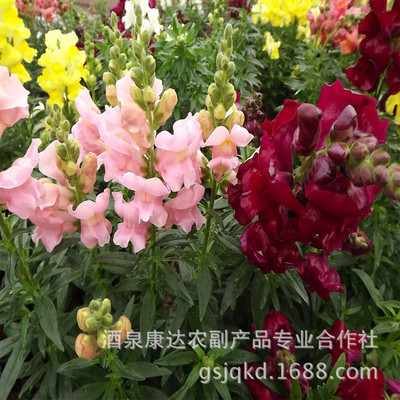 基地直销 金鱼草种子 混色金鱼草 花卉种子 盆栽切花
