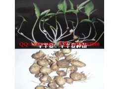 半夏种子价格|花卉种子|花卉盆景|供应信息|597苗木网