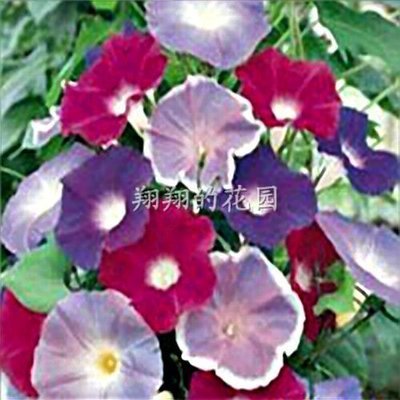 混色牵牛花套餐/花种子/园艺花籽/花卉种子爬藤朝颜_生活服务鲜花速递/蛋糕配送/园艺花艺