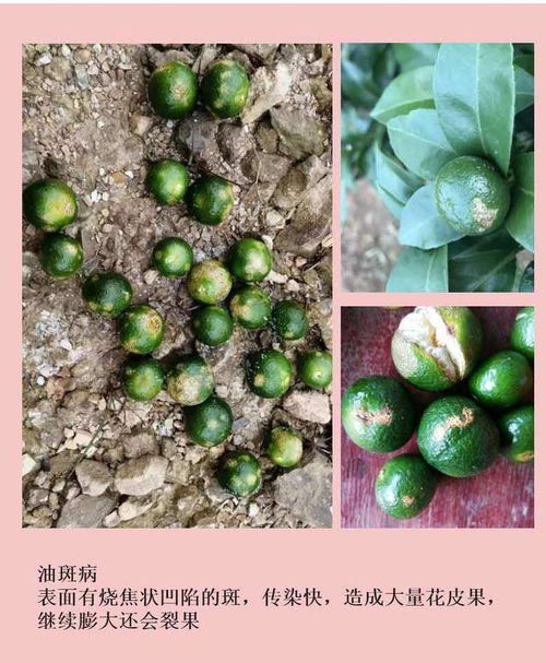 这种花皮果是疮痂病,近期高发 使用3年的套餐公开,有效好用