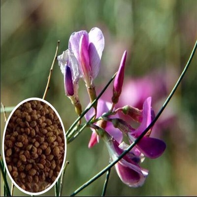 矮牵牛花种子