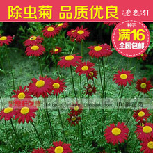 【除虫菊花种子】最新最全除虫菊花种子返利优惠_一淘网