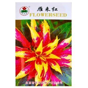 津沽园艺 芳萱苑系列 雁来红种子 老来少种子 三色苋种子 花卉种子 家庭盆栽 1包 【津沽园艺】 价格 报价 图片