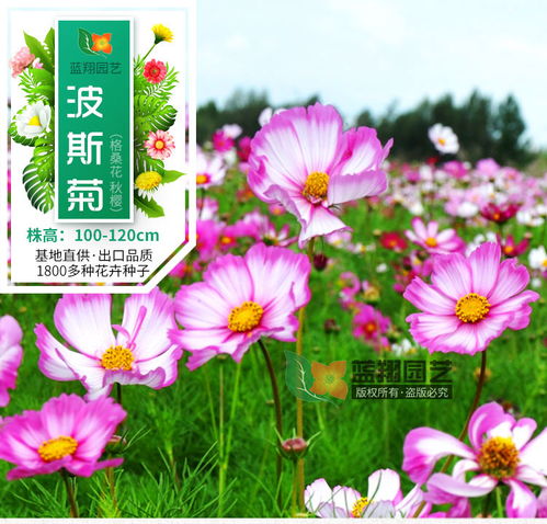 进口花卉 花卉种子 波斯菊花种子 园林绿化种子 景观花海种子