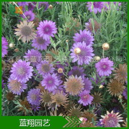 厂家直销 花卉种子 干花菊 菊花种子 干花菊种子 种子批发