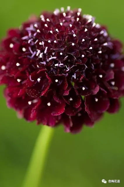 今天小编想给大家分享的花材,一起来看看吧