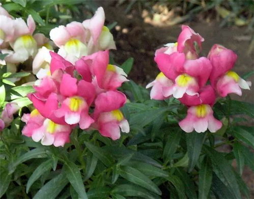 这八种花卉很适合在秋天播种,来年春天就是一片花海