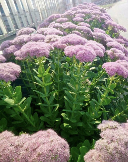 家庭养6种花 要当心 ,容易出现 生物入侵 ,天天起来要清理