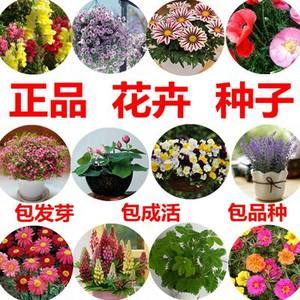 花种子四季种碗莲波斯菊凤仙花百日草香雪球薄荷满天星勿忘我