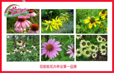 松果菊花卉种子